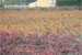 chateau maime les arcs sur argens